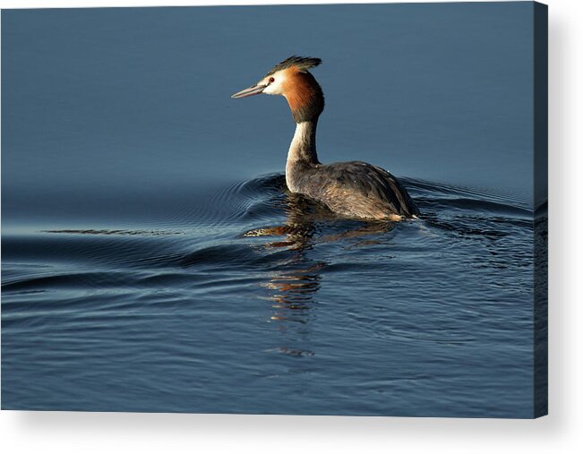 Birds Acrylic Print featuring the photograph Great Crested Grebe by Celine Pollard