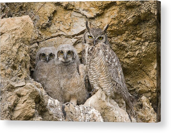 00439316 Acrylic Print featuring the photograph Great Horned Owl With Owlets In Nest by Sebastian Kennerknecht