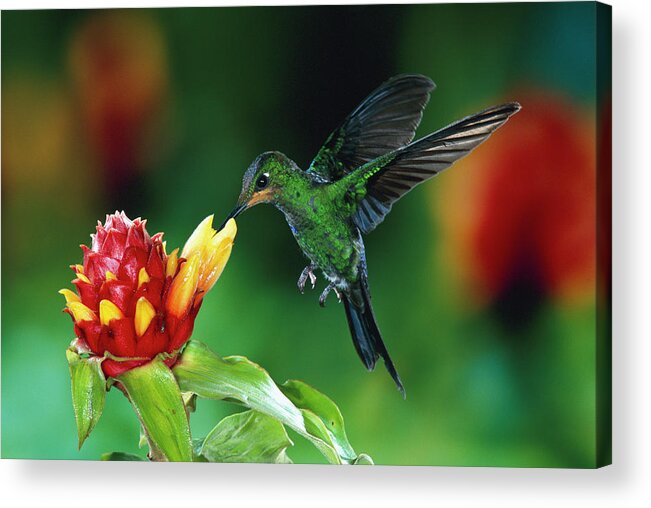 00511213 Acrylic Print featuring the photograph Green Crowned Brilliant Hummingbird by Michael and Patricia Fogden