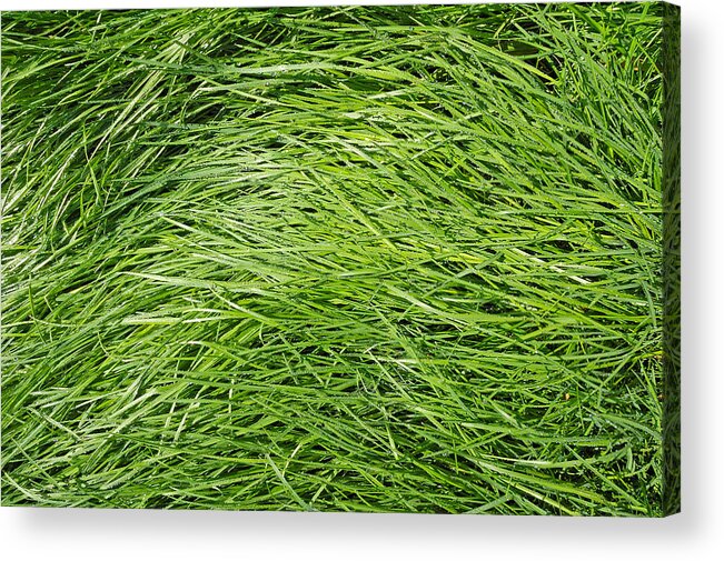 Grass Acrylic Print featuring the photograph Green grass in the morning by Matthias Hauser