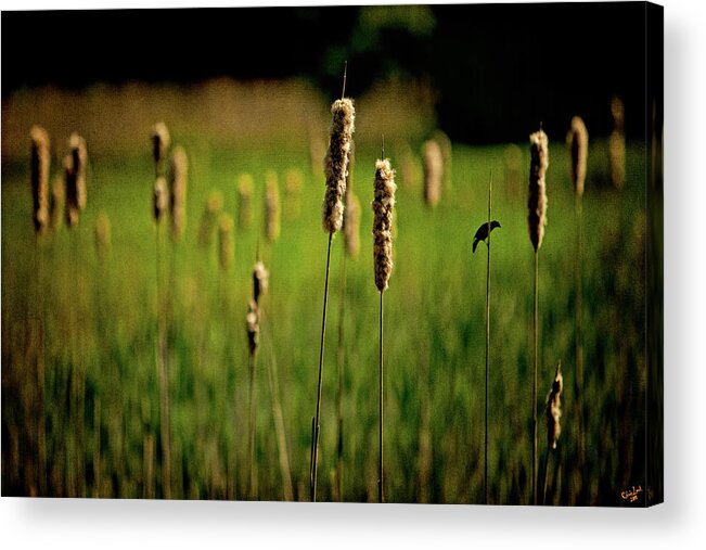 Rushes Acrylic Print featuring the photograph Green Grow The Rushes O by Chris Lord