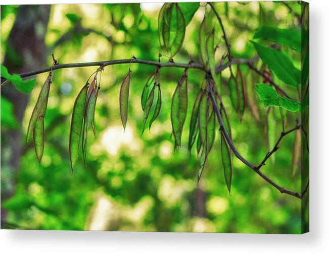 K-r Acrylic Print featuring the photograph Green Redbud Seed Pods by Lori Coleman