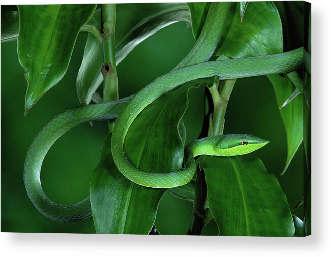 Mp Acrylic Print featuring the photograph Green Vine Snake Oxybelis Fulgidus by Michael & Patricia Fogden