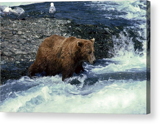 Grizzly Bear Fishing Acrylic Print featuring the photograph Grizzly Bear Fishing by Sally Weigand