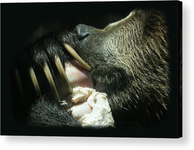 Bear Acrylic Print featuring the photograph Grizzly Eating by Ernest Echols