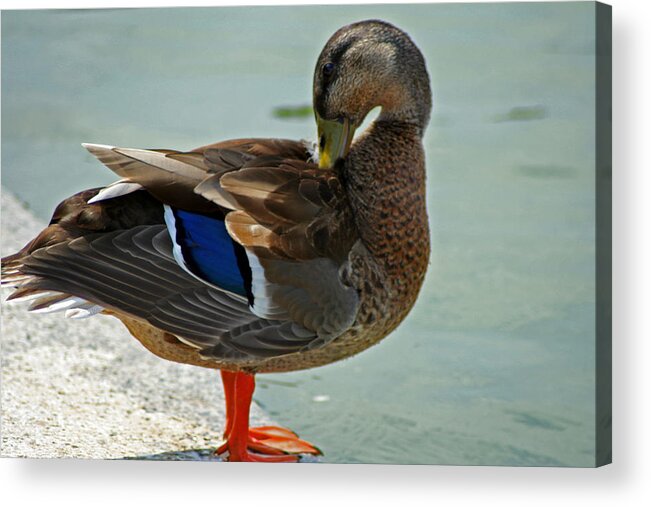Nature Acrylic Print featuring the photograph Grooming Mallard by La Dolce Vita
