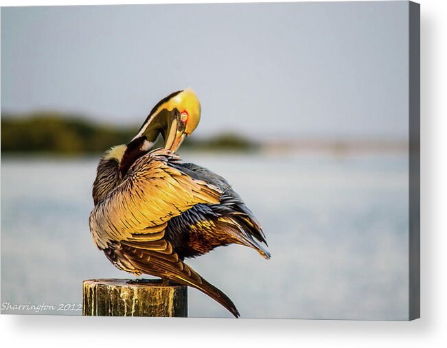 Pelican Acrylic Print featuring the photograph Grooming Pelican by Shannon Harrington