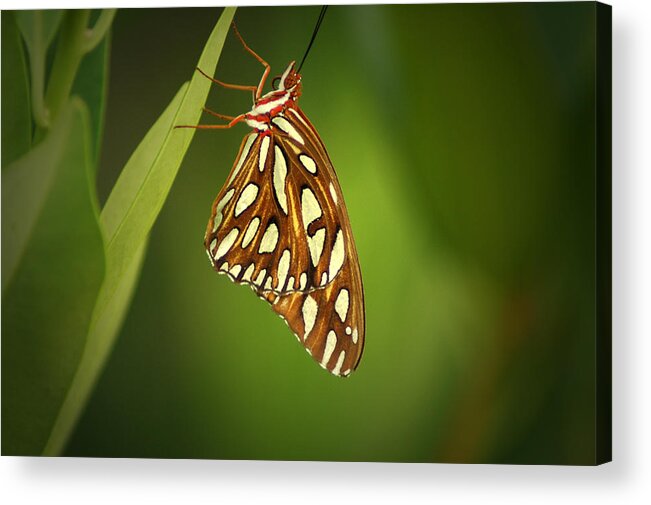 Gulf Fritillary Acrylic Print featuring the photograph Gulf Fritillary by David Weeks