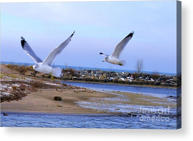 Lake Michigan Acrylic Print featuring the photograph Gulls in Flight 2 by Christina A Pacillo