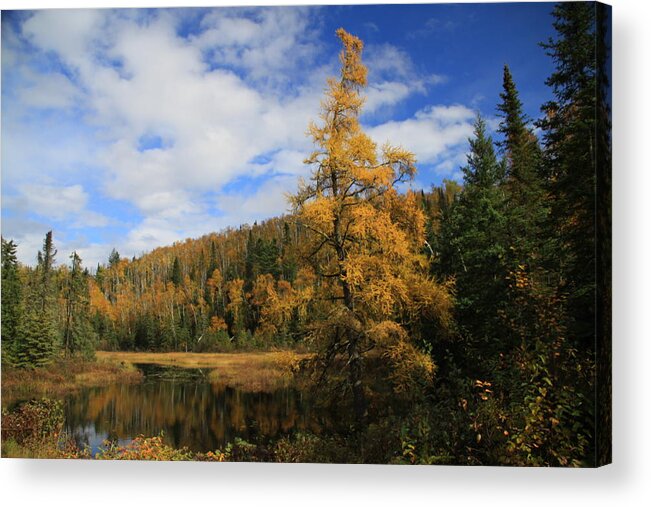  Acrylic Print featuring the photograph Gunflint Fall by Joi Electa