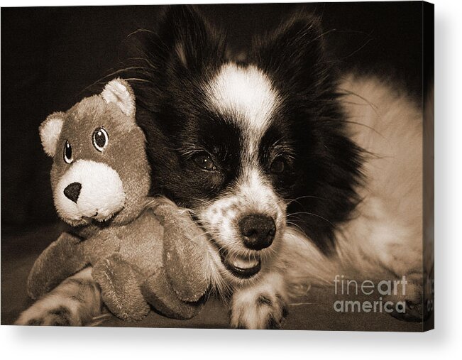 Papillion Acrylic Print featuring the photograph Gypsy with Billy Beaver by Kelly Holm
