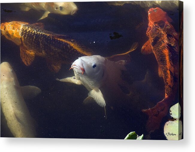 Koi Acrylic Print featuring the photograph Handsome by Kathy Besthorn