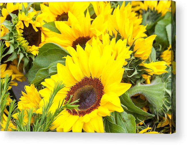 Spring Acrylic Print featuring the photograph Happy Sunflowers by Dina Calvarese
