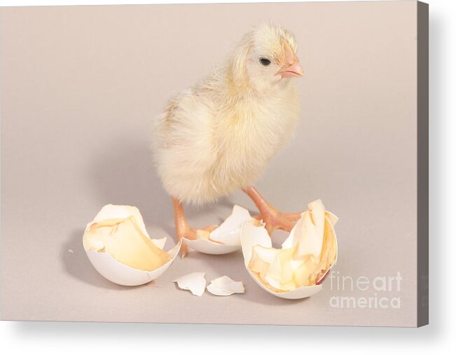 Egg Acrylic Print featuring the photograph Hatching Chicken 20 Of 22 by Ted Kinsman