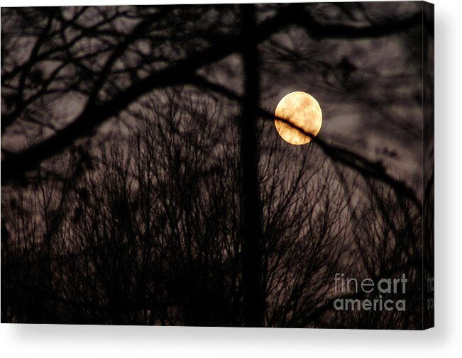 Clay Acrylic Print featuring the photograph Haunted Forest by Clayton Bruster
