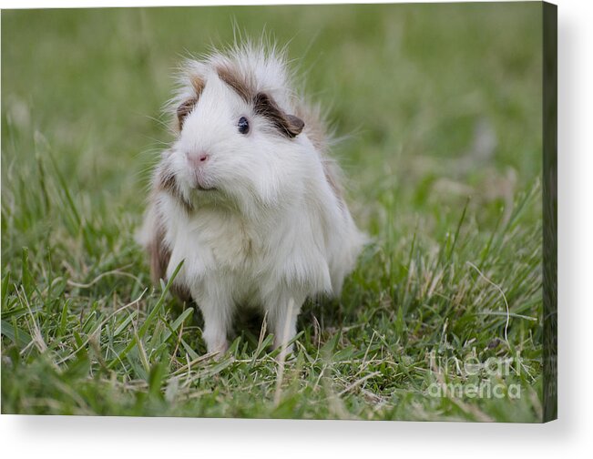 Guinea Pig Acrylic Print featuring the photograph Have you seen my hairspray? by Jim And Emily Bush
