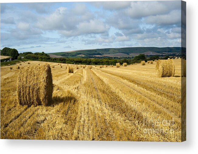 Field Acrylic Print featuring the photograph Hay Field by Donald Davis