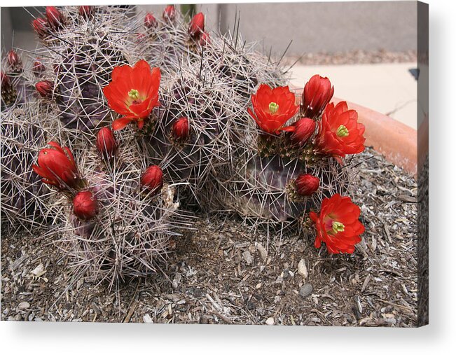 Cactus Acrylic Print featuring the photograph Hedgehog Cactus with Red Blossoms by Elizabeth Rose