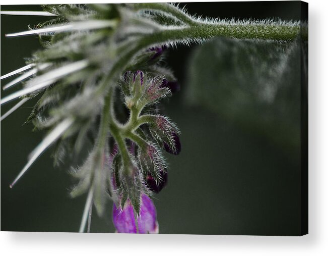 Flower Acrylic Print featuring the photograph Herb Garden Abstract by Scott Hovind