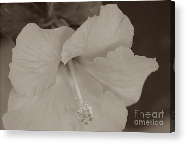 Hibiscus Acrylic Print featuring the photograph Hibiscus Flower in B and W by Donna Bentley