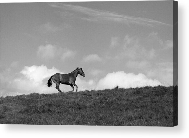 Landscape Acrylic Print featuring the photograph Hilltop Gallop by Jean Macaluso