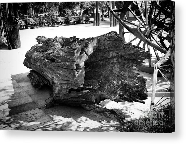 Thanh Tran Acrylic Print featuring the photograph Hollow Log by Thanh Tran