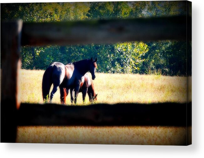 Horse Acrylic Print featuring the photograph Horse Photography by Peggy Franz
