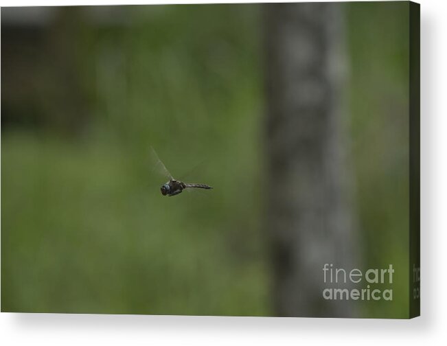 Insect Acrylic Print featuring the photograph Hovering by Donna Brown