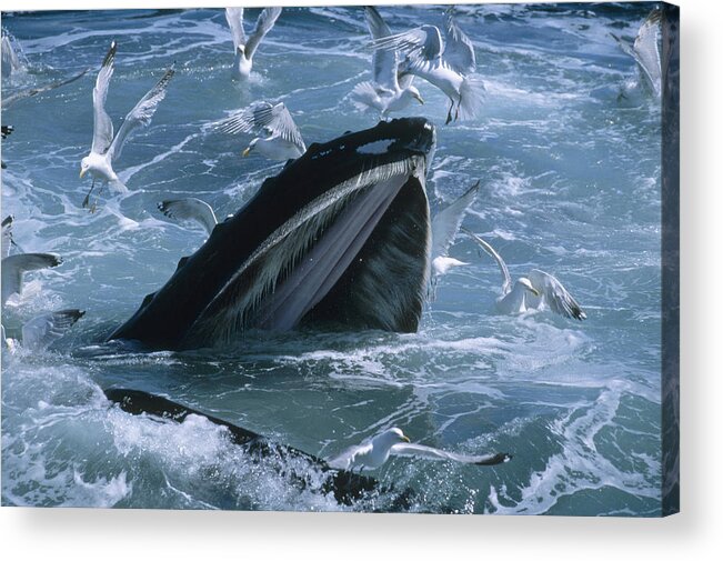 00124016 Acrylic Print featuring the photograph Humpback Whale Gulp Feeding by Flip Nicklin