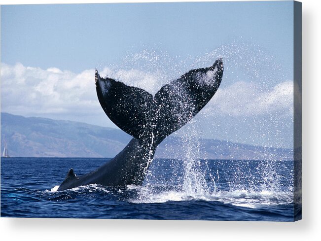 00080296 Acrylic Print featuring the photograph Humpback Whale Lashing Tail Hawaii by Flip Nicklin
