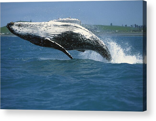 Hhh Acrylic Print featuring the photograph Humpback Whale Megaptera Novaeangliae by Barbara Todd