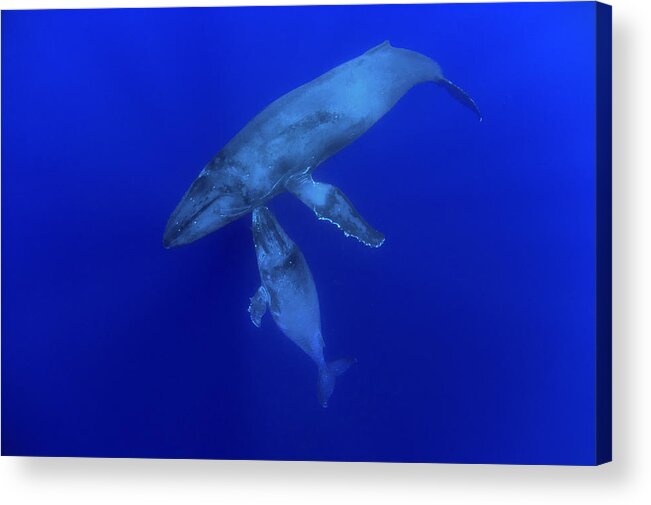 00999164 Acrylic Print featuring the photograph Humpback Whale Mother And Yearling Maui by Flip Nicklin