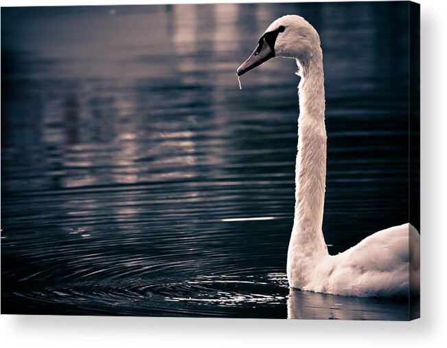 Swan Acrylic Print featuring the photograph Hungry Swan by Justin Albrecht