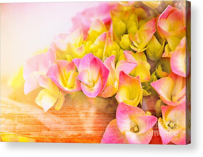Flowers Acrylic Print featuring the photograph Hydrangeas in Bloom by Elaine Manley