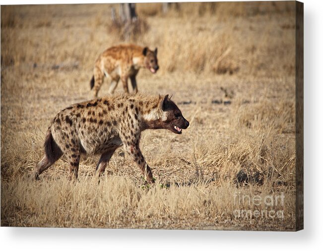 Spotted-hyena Acrylic Print featuring the photograph Hyena by Gualtiero Boffi