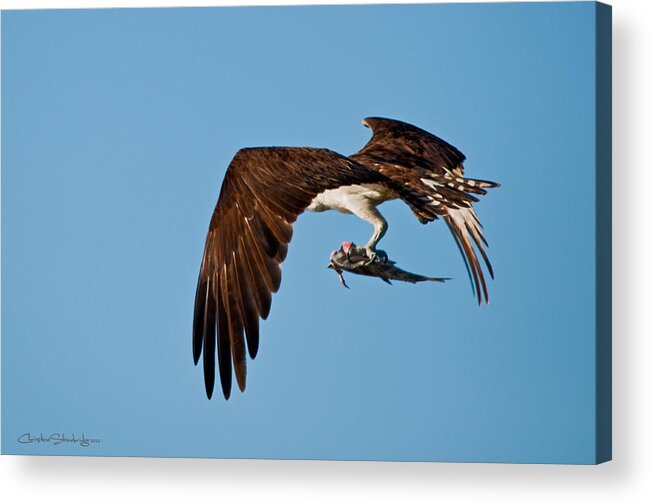 Osprey Acrylic Print featuring the photograph I Picked Up Take-Out by Christine Stonebridge