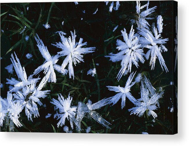 Mp Acrylic Print featuring the photograph Ice Crystals On Frozen Pond, Bavaria by Konrad Wothe