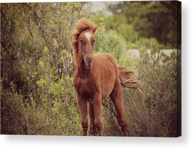 Wild Horse Beach Mustang Spanish Carova Nc Nature Acrylic Print featuring the photograph If God Made Anything More Beautiful by Robin Dickinson