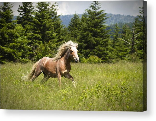 Grayson Highlands Acrylic Print featuring the photograph In A Hurry by Carrie Cranwill