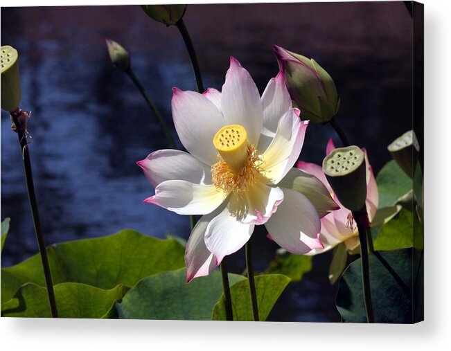 Balboa Park Acrylic Print featuring the photograph In Bloom by Steve Parr