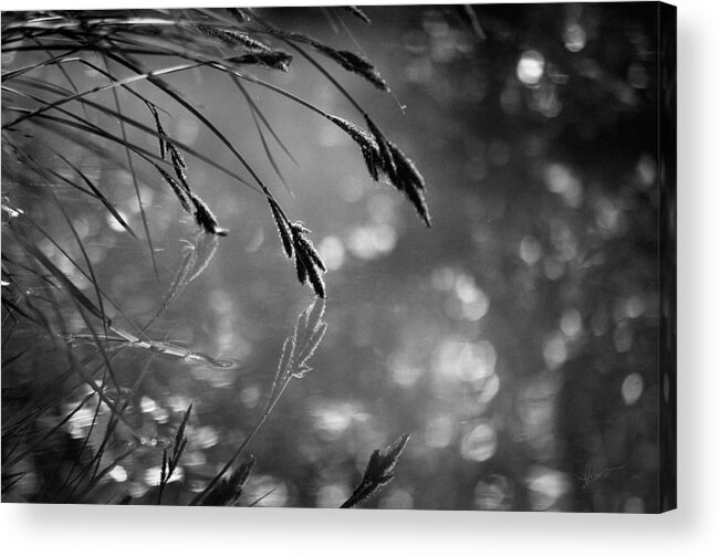 Photograph Acrylic Print featuring the photograph In the Early Morning Hours by Vicki Pelham