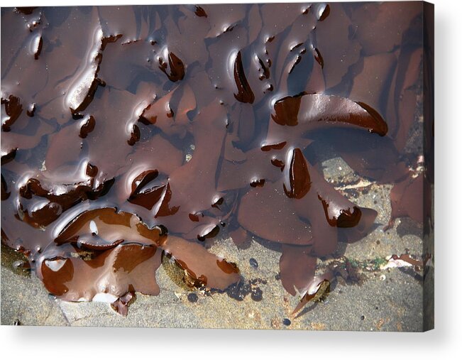 Tidal Pools Acrylic Print featuring the photograph Indian Algae by Steven A Bash