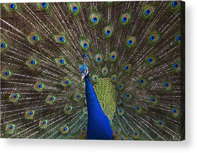 00176458 Acrylic Print featuring the photograph Indian Peafowl Male With Tail Fanned by Tim Fitzharris