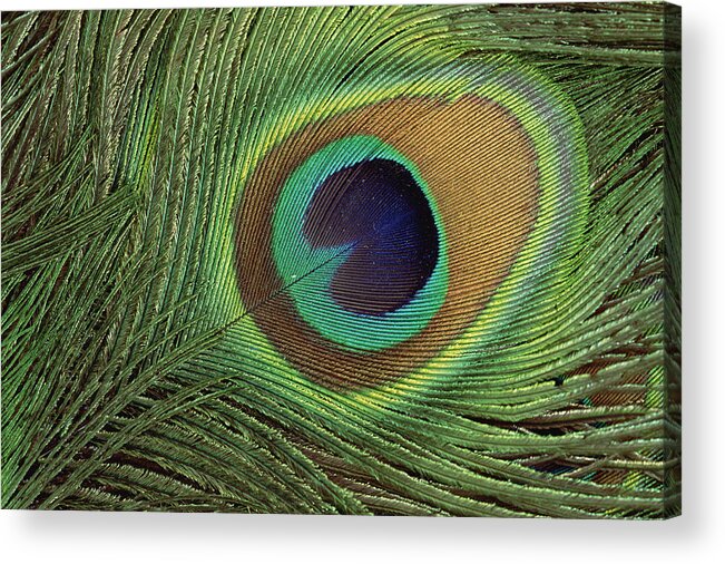 Mp Acrylic Print featuring the photograph Indian Peafowl Pavo Cristatus Display by Gerry Ellis