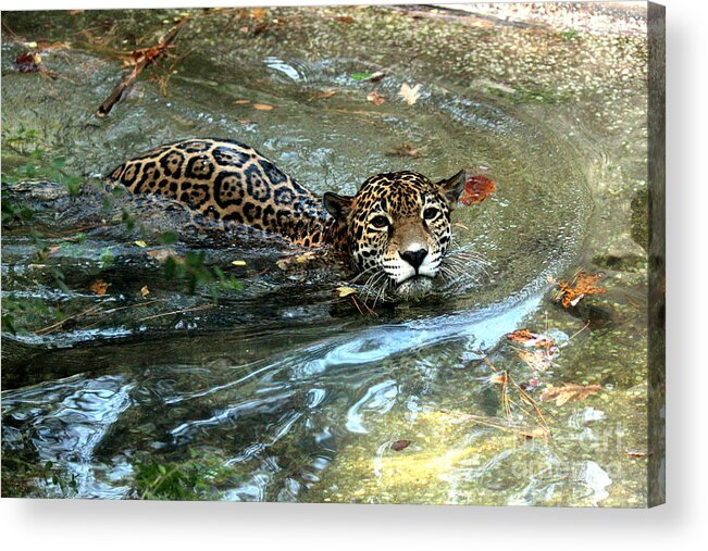 Jaguar Acrylic Print featuring the photograph Jaguar In For A Swim by Kathy White