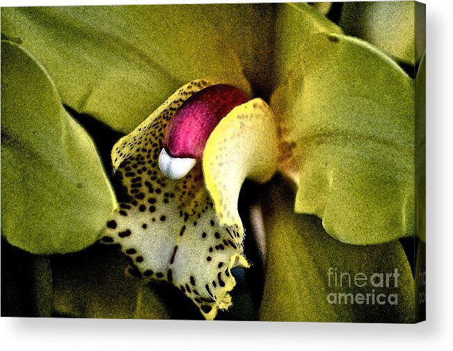 Orchid Acrylic Print featuring the photograph Jimenez Orchid by Gwyn Newcombe