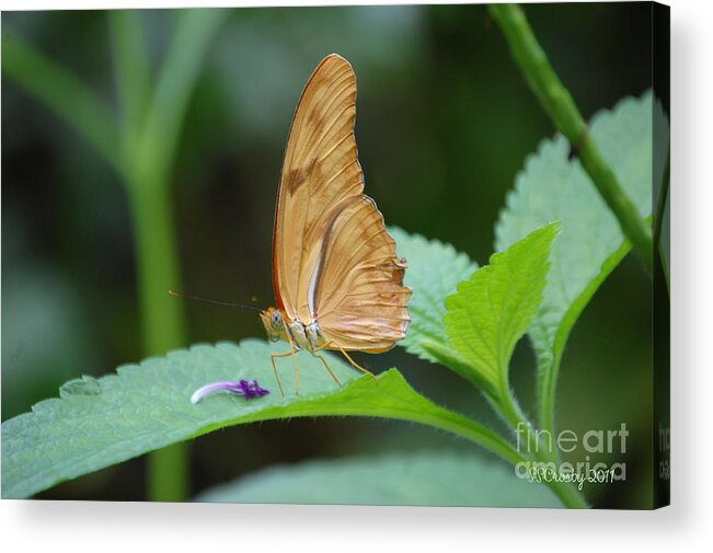 Julia Butterfly Acrylic Print featuring the photograph Julia Butterfly by Susan Stevens Crosby