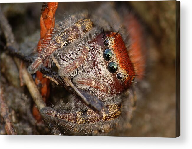 Phidippus Cardinalis Acrylic Print featuring the photograph Jumping Spider Portrait by Daniel Reed