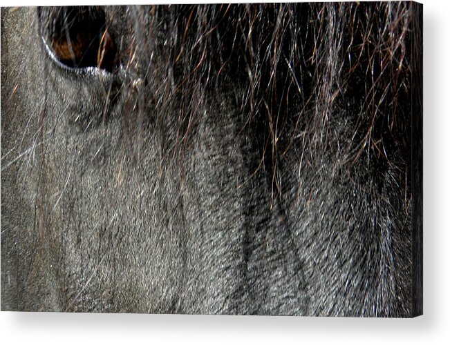 Horse Acrylic Print featuring the photograph Just A Glimpse by Kim Galluzzo