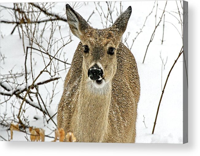 Kansas Acrylic Print featuring the photograph Kansas White Tail Deer in Snow by Alan Hutchins